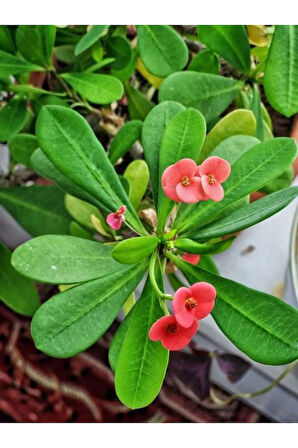 Videolu Milli Dikenler Tacı Sarı-kırmızı 2 Adet Saksılı 10-15cm Iç Dış Mekan Bitkisi (EUPHORBİA)