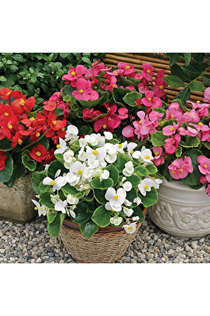 Videolu Şeker Begonya 3 Adet Karışık Renklerde Beyaz Kırmızı Pembe 20-30cm (BEGONİA SEMPERFLORENS)
