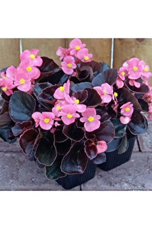 Videolu Şeker Begonya 3 Adet Karışık Renklerde Beyaz Kırmızı Pembe 20-30cm (BEGONİA SEMPERFLORENS)