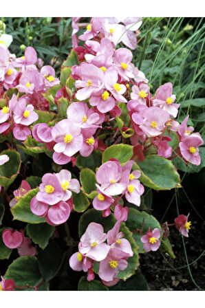 Videolu Şeker Begonya 3 Adet Karışık Renklerde Beyaz Kırmızı Pembe 20-30cm (BEGONİA SEMPERFLORENS)