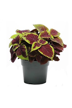 Videolu 1 Adet Yaprak Güzeli Çiçeği 30-40 Cm Saksılı Iç Mekan Bitkileri Plectranthus Scutellarioides
