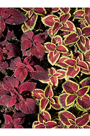 Videolu 1 Adet Yaprak Güzeli Çiçeği 30-40 Cm Saksılı Iç Mekan Bitkileri Plectranthus Scutellarioides