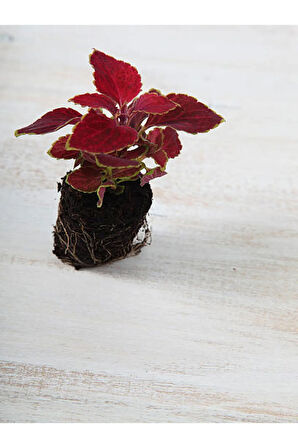 Videolu 1 Adet Yaprak Güzeli Çiçeği 30-40 Cm Saksılı Iç Mekan Bitkileri Plectranthus Scutellarioides