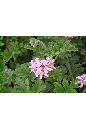 2 Adet Itır - Gül Damlası Fidesi (muhteşem Kokulu)