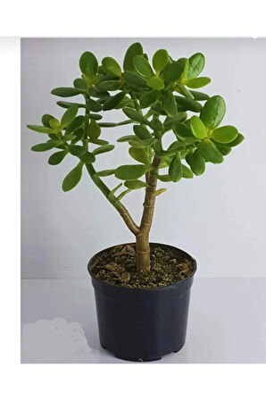 Bonsai Crassula Ovata Para Ağacı