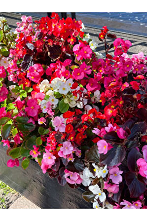 Videolu Şeker Begonya 3 Adet Karışık Renklerde Pembe-kırmızı-beyaz 20-30cm (SEMPERFLORENS)