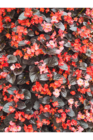 Videolu Şeker Begonya 3 Adet Karışık Renklerde Pembe-kırmızı-beyaz 20-30cm (SEMPERFLORENS)