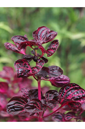 Videolu Çingene Şalvarı Çiçeği 1 Adet Saksılı/ Tüplü 20-30cm Ev Salon Bitkisi ( Iresine)