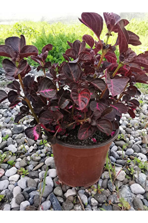 Videolu Çingene Şalvarı Çiçeği 1 Adet Saksılı/ Tüplü 20-30cm Ev Salon Bitkisi ( Iresine)