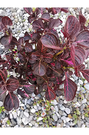 Videolu Çingene Şalvarı Çiçeği 1 Adet Saksılı/ Tüplü 20-30cm Ev Salon Bitkisi ( Iresine)