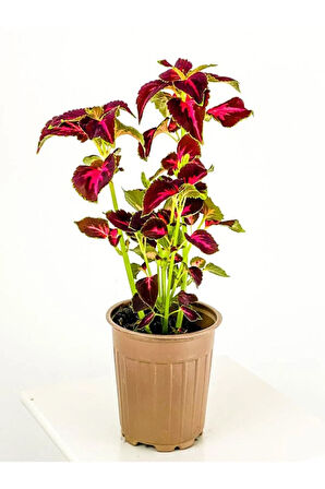 Videolu Yaprağı Güzel Yaprak Güzeli 1 Adet Saksılı/ Tüplü 20-40cm Salon Ofis Bitkisi (KOLYOS)