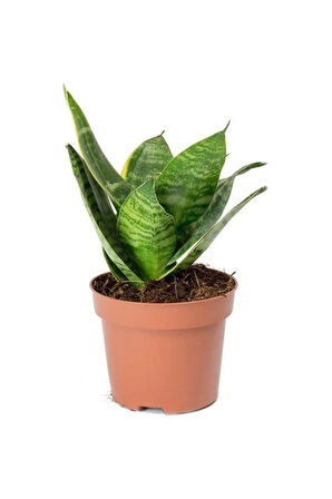 Sansevieria Mini - Paşa Kılıcı -peygamber Kılıcı Mini Seti