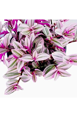 Pembe Telgraf Çiçeği – Nanouk Telgraf Çiçeği