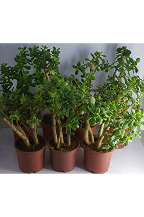 Bonsai Crassula Ovata Para Bereket Ağacı 10yaş