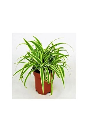 Videolu Çilli Begonya Ve Kurdele Çiçeği 2 Adet Saksılı Iç Mekan Salon Bitkisi