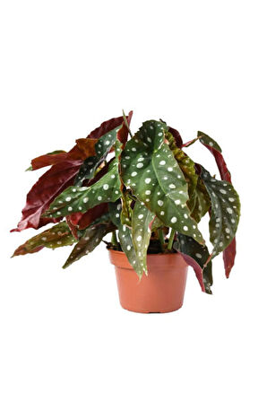 Videolu Çilli Begonya Ve Kurdele Çiçeği 2 Adet Saksılı Iç Mekan Salon Bitkisi