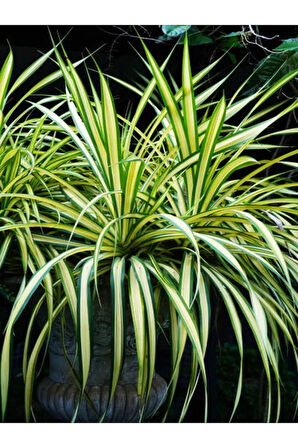 Videolu Çilli Begonya Ve Kurdele Çiçeği 2 Adet Saksılı Iç Mekan Salon Bitkisi