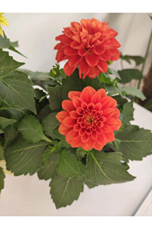 Yıldız Çiçeği - Dahlia Ikili Saksılı Set