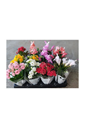 Videolu Yılbaşı Çiçeği Rengarenk Set 12 Adet Saksılı 10-20cm Iç Mekan Bitkisi