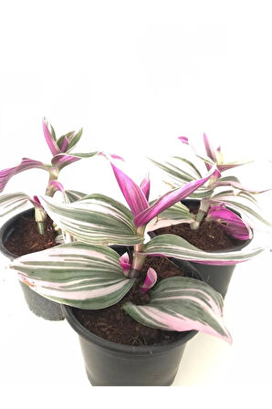 Pembe Telgraf Çiçeği 3 Adet Saksılı 10-20cm