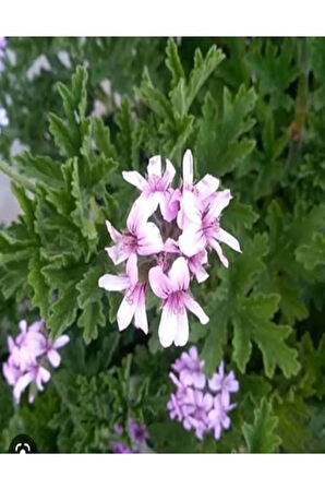 Videolu Öğretmenler Gününe Özel Itır Çiçeği (20 30 CM)2 Adet Iç Mekan Bitkisi Pelargonium