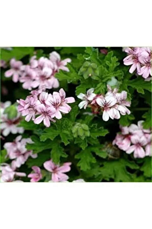 Videolu Öğretmenler Gününe Özel Itır Çiçeği (20 30 CM)2 Adet Iç Mekan Bitkisi Pelargonium