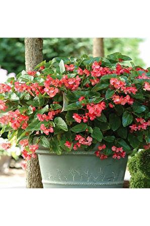 Videolu Şeker Begonya Küçük Hanım (5 15 CM)3 Adet Karışık Renk Iç Mekan Bitkisi Begonia