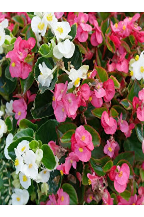 Videolu Şeker Begonya Küçük Hanım (5 15 CM)3 Adet Karışık Renk Iç Mekan Bitkisi Begonia