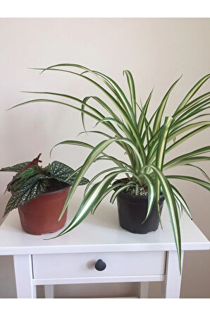 Videolu Çilli Begonya Ve Kurdele Çiçeği (5 15 CM)2 Adet Iç Mekan Bitkisi Begonia Chlorophytum