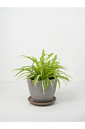 Videolu Çilli Begonya Ve Kurdele Çiçeği (5 15 CM)2 Adet Iç Mekan Bitkisi Begonia Chlorophytum