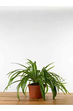 Videolu Çilli Begonya Ve Kurdele Çiçeği (5 15 CM)2 Adet Iç Mekan Bitkisi Begonia Chlorophytum