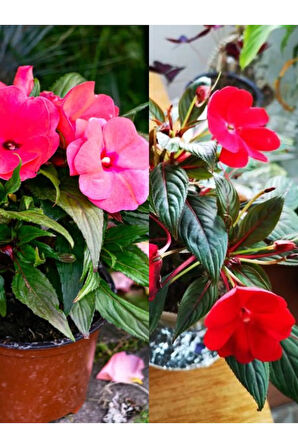 Videolu Anneler Gününe Özel Cam Güzeli (20 30 CM)2 Adet Saksılı Iç Mekan Impatiens Walleriana