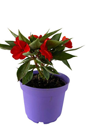 Videolu Anneler Gününe Özel Cam Güzeli (20 30 CM)2 Adet Saksılı Iç Mekan Impatiens Walleriana