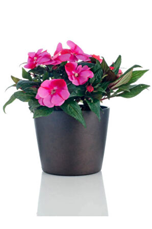 Videolu Anneler Gününe Özel Cam Güzeli (20 30 CM)2 Adet Saksılı Iç Mekan Impatiens Walleriana