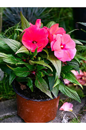 Videolu Anneler Gününe Özel Cam Güzeli (20 30 CM)2 Adet Saksılı Iç Mekan Impatiens Walleriana