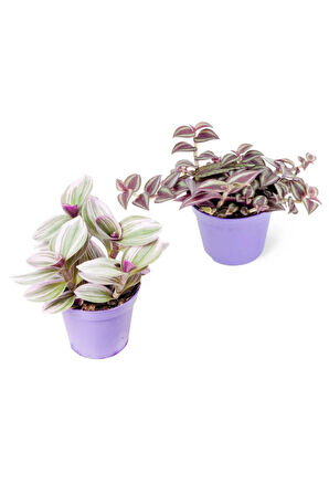 Videolu Tüylü Telgraf Çiçeği (5 15 CM)2 Adet Saksılı Hediyelik Iç Mekan Bitkisi Tradescantia