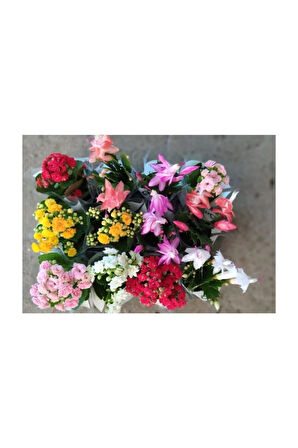 Yılbaşı Çiçeği 12'li Rengarenk Set - Yılbaşına Özel Hediye Pakedi