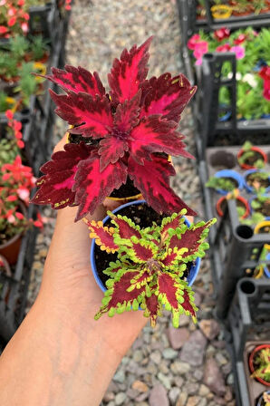 Videolu Yaprak Güzeli Kolyos Karışık Renk (5 15 CM)2 Adet Iç Mekan Bitkisi Coleus Scutellarioides