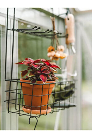 Videolu Hediyelik Yaprak Güzeli (10 20 CM)1 Adet Saksılı Iç Mekan Bitkisi Coleus Scutellarioides