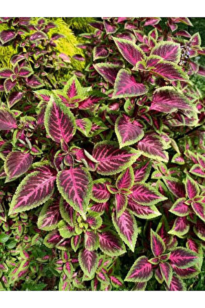 Videolu Hediyelik Yaprak Güzeli (10 20 CM)1 Adet Saksılı Iç Mekan Bitkisi Coleus Scutellarioides