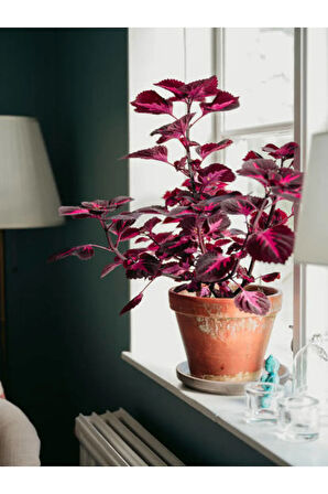 Videolu Hediyelik Yaprak Güzeli (10 20 CM)1 Adet Saksılı Iç Mekan Bitkisi Coleus Scutellarioides