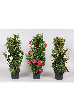 Mandevilla Sarmaşığı 3'lü Set 40 - 60 Cm