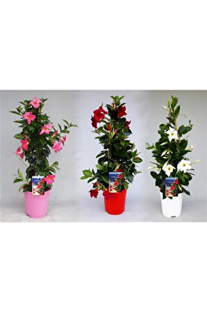 Mandevilla Sarmaşığı 3'lü Set 40 - 60 Cm
