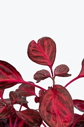 Çok Avantajlı Iresine Herbstii - Çingene Şalvarı Bitkisi Büyük Saksılı 40-50 Cm