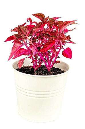 Çok Avantajlı Iresine Herbstii - Çingene Şalvarı Bitkisi Büyük Saksılı 40-50 Cm