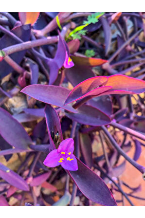 Videolu Mor Telgraf Çiçeği (10 30 CM)1 Adet Saksılı Iç Mekan Bitkisi Tradescantia