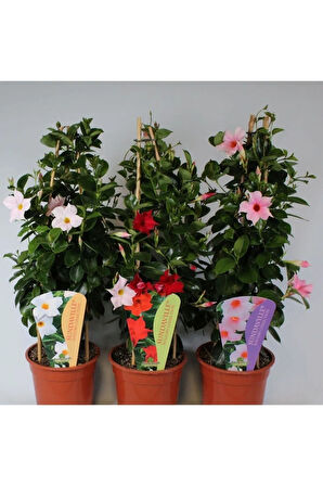 Mandevilla Sarmaşığı 3'lü Set 50-60cm