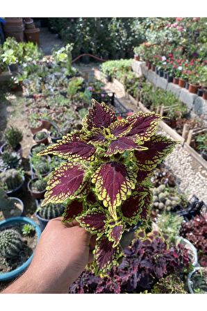 Özel Tür Formlu Yaprak Güzeli Çiçeği (KOLYOS) 1 Adet Saksılı 10-20cm Saksı Çiçeği