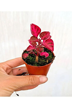Videolu 1 Adet Çingene Şalvarı Çiçeği 15-25 Cm Saksılı Iç Mekan Bitkileri Iresine Herbtis