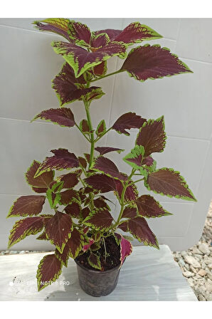 Yaprak Güzeli-yaprağı Güzel